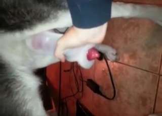 Husky and its big dick
