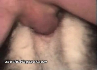 Doggy style sex with a sweet husky